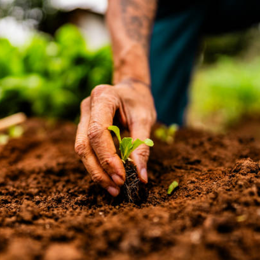 Close-up of a farmer planting a lettuce seedling on a community garden