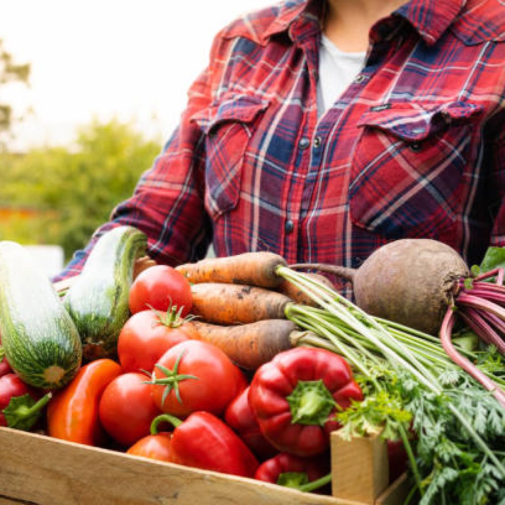 wooden box with a crop of organic vegetables in the hands of a farmer in a greenhouse, harvesting concept