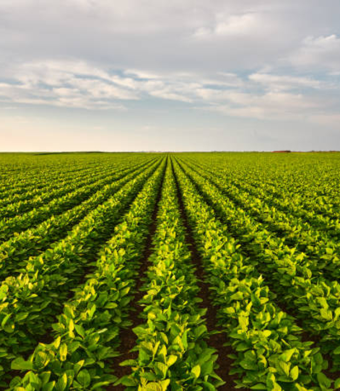 The soybean field is an important part of the local community, providing a valuable source of income for the farmer and a wide range of products for sale. By supporting the farm and purchasing locally grown soybeans, consumers are helping to promote sustainable agriculture