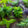 Fresh herbs on wooden background